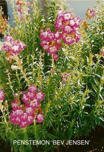 Penstemon 'Bev Jensen'